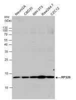 RPS26 antibody