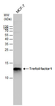 TFF1 antibody