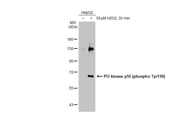 PI3 kinase p85 (phospho Tyr467)/p55 (phospho Tyr199) antibody