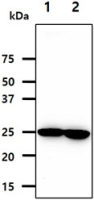 NNMT antibody [AT11G11]