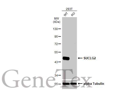 SUCLG2 antibody