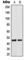 MEK1 (phospho Thr292) antibody