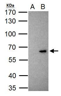 KLF10 antibody