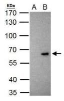KLF10 antibody