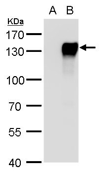 NFATC4 antibody