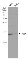 CDA antibody