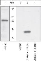 Bid (p15-specific ) antibody