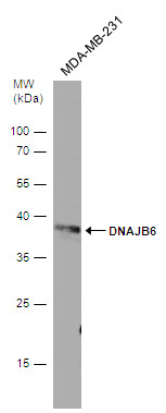 DNAJB6 antibody [N3C3]