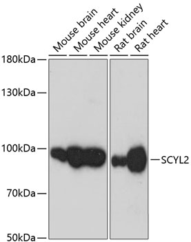SCYL2 antibody