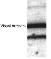 S-arrestin antibody