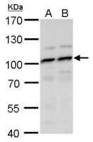 MYSM1 antibody