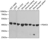 PSMC6 antibody