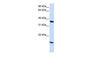 Claudin 16 antibody, C-term