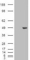 GATA4 antibody [9F9]