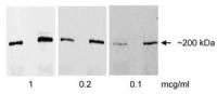 EIF4G1 antibody