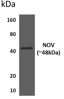 CCN3 antibody [7H11]
