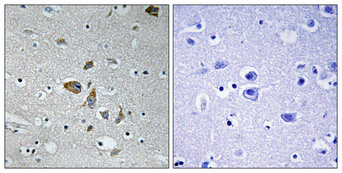 NDUFA4 antibody
