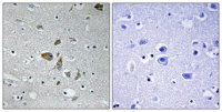 NDUFA4 antibody