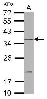 NOTCH2NL antibody [N2C3]