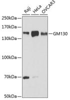 GM130 antibody