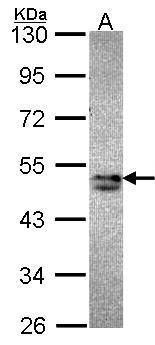 SNX15 antibody [C2C3], C-term