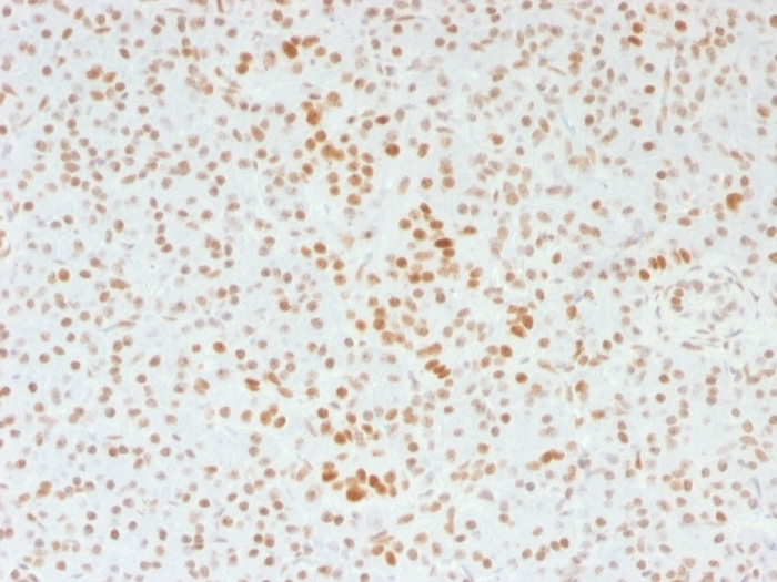 ATRX antibody [39f]