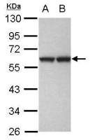 GPKOW antibody [N3C3]