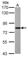 RBM14 antibody [N1N2], N-term