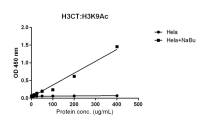 Histone H3K9ac (Acetyl Lys9) antibody [RM161]