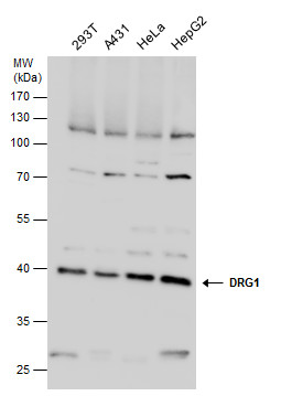 DRG1 antibody