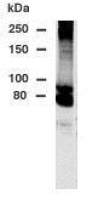 DPP10 antibody