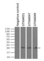 Neurogenin 1 antibody [10B10]