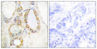 MUC13 antibody