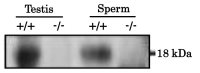PMIS2 antibody