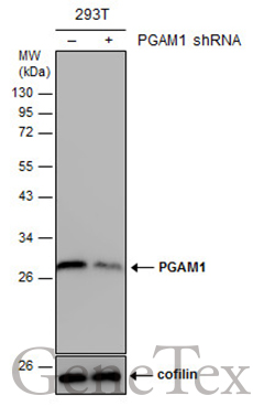 PGAM1 antibody [N1C3]