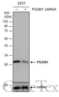 PGAM1 antibody [N1C3]