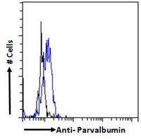 Parvalbumin antibody, C-term