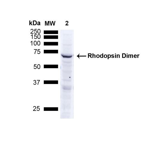 Rhodopsin antibody [4D2]