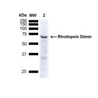 Rhodopsin antibody [4D2]