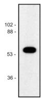 alpha Tubulin antibody [TU-02]