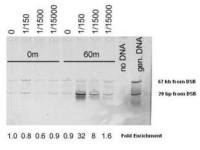 Mre11 antibody
