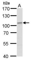 EXOC2 antibody