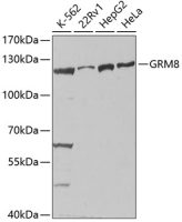 mGluR8 antibody