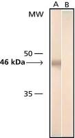 beta Tubulin 3/ Tuj1 antibody [SDL.3D10]