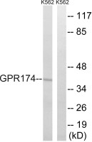 GPR174 antibody