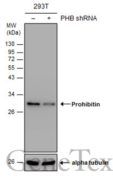 Prohibitin antibody