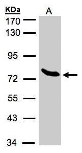 ZNF45 antibody [N2C3]