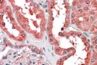 CYT19 antibody, N-term