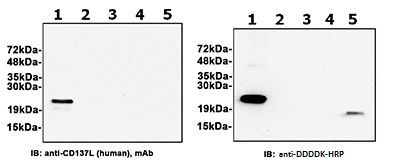 Human 4-1BBL / CD137L protein, DDDDK tag