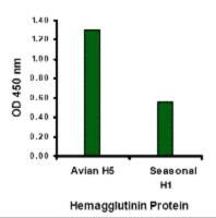 Avian Influenza A virus H5N1 HA (Hemagglutinin) antibody